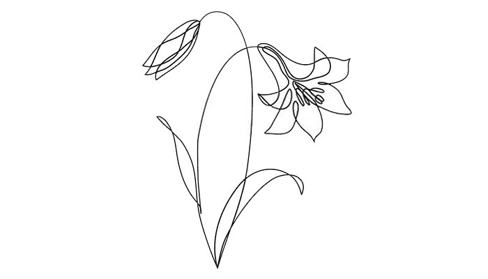 Lily line drawing