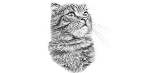 Scribble Cat Studios  Drawing Classes for Beginners Event Melbourne  Victoria Australia