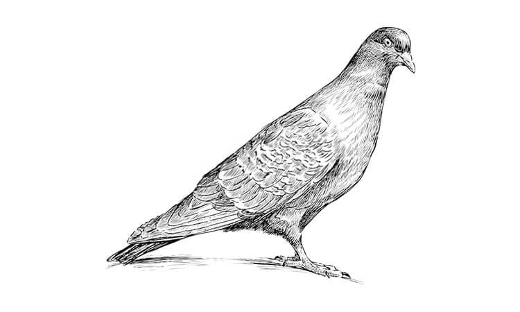 Pigeon Drawing