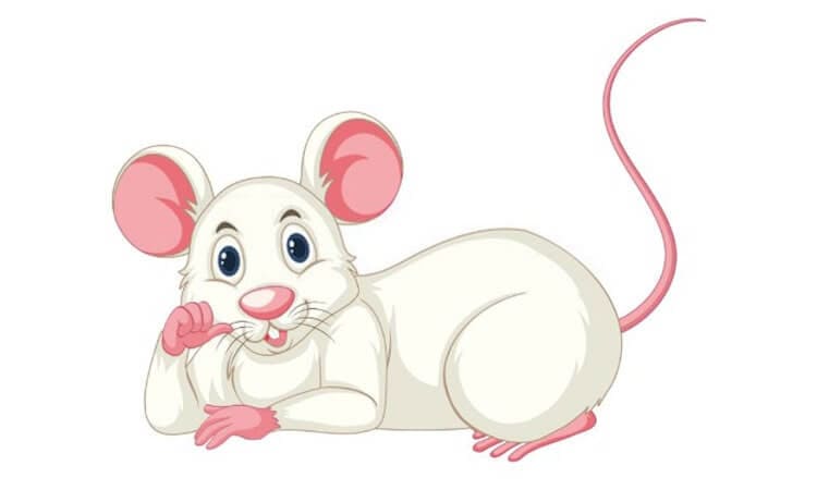 Rat Cartoon Drawing