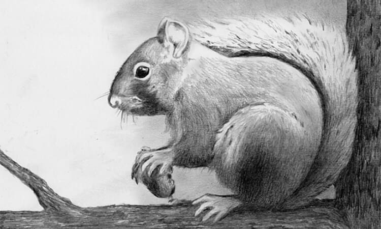 Squirrel Drawing