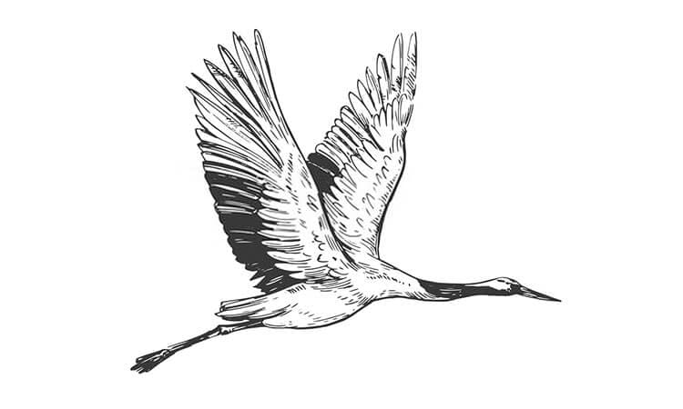 Stork Drawing