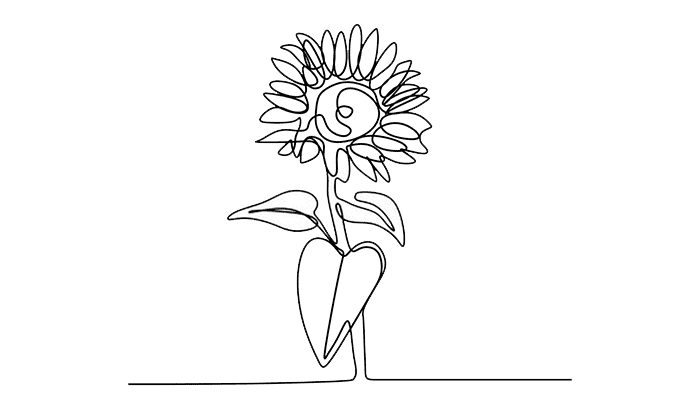 Sunflower line drawing