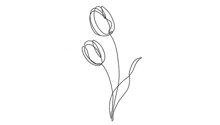 Tulip line drawing