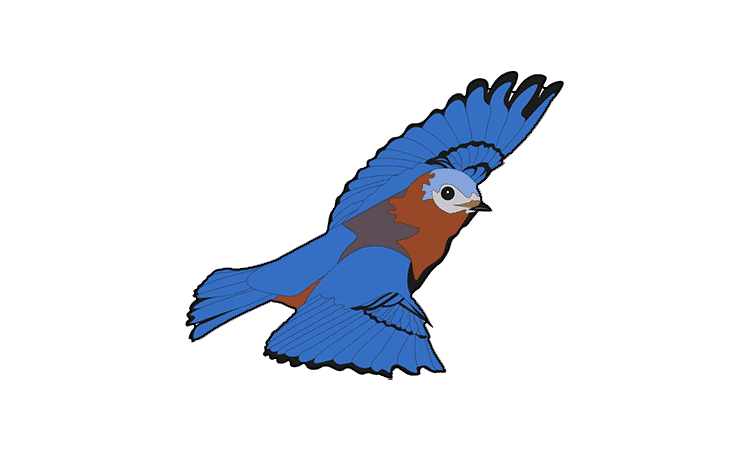 Bluebird Drawing