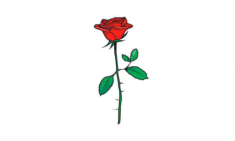 Rose Drawing