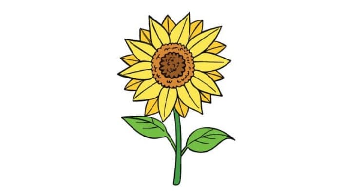 Sunflower Drawing
