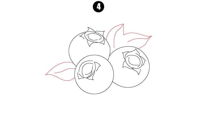 Blueberry Drawing Step 4