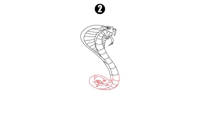 Cobra Drawing Step 2