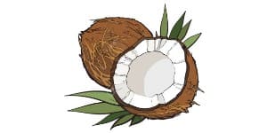 Read more about the article Coconut Drawing – A Step By Step Guide