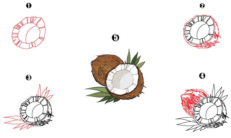 Coconut Drawing Step By Step