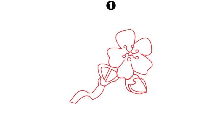 Cherry Blossom Drawing Step1