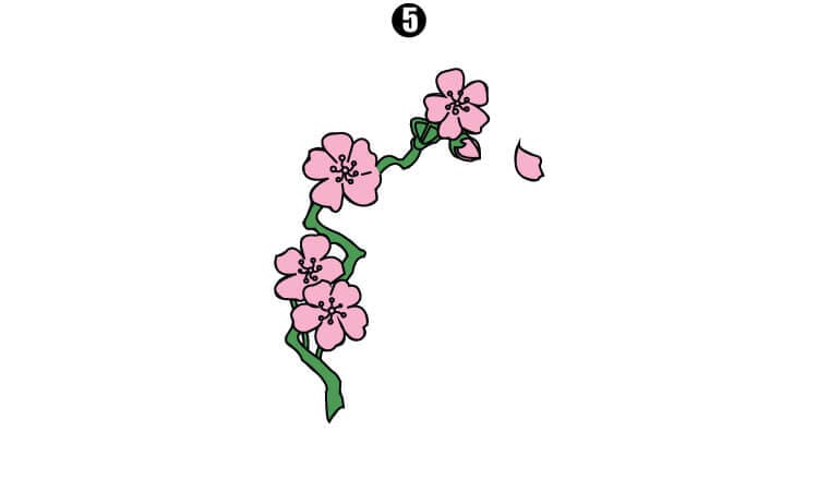 cherry blossom flower sketch
