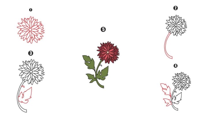 Chrysanthemum Drawing Step By Step