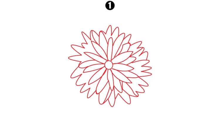 Chrysanthemum Drawing Step1