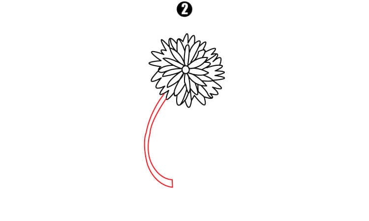 Chrysanthemum Drawing Step2