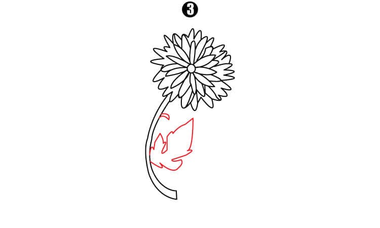Chrysanthemum Drawing Step3