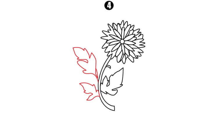 Chrysanthemum Drawing Step4
