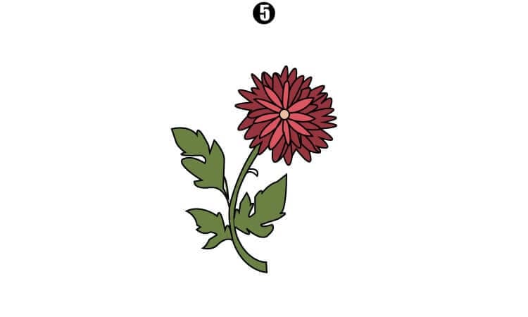 Chrysanthemum Drawing