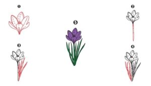 Crocus Drawing - A Step By Step Drawing - Cool Drawing Idea