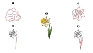 Daffodil Drawing - A Step By Step Guide - Cool Drawing Idea