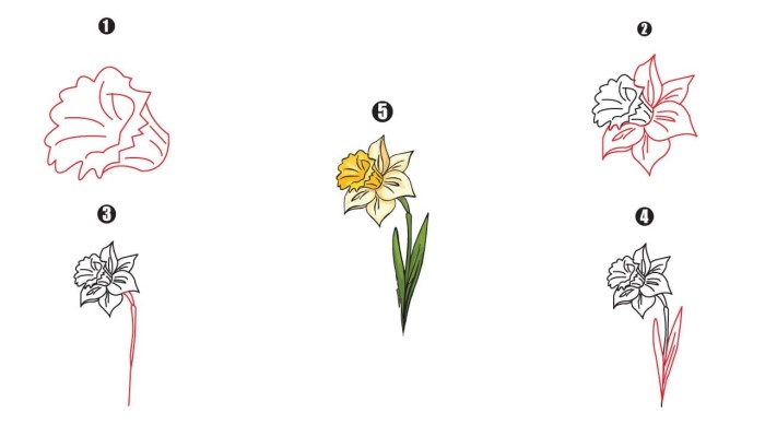 Daffodil Drawing Step By Step