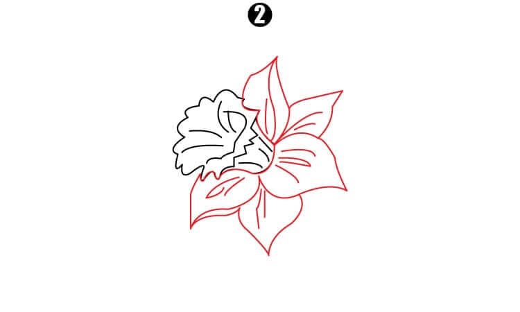 Daffodil Drawing Step2