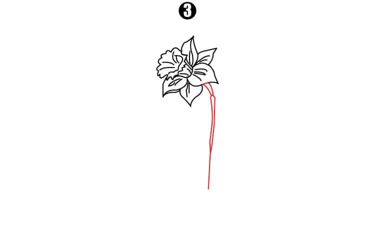Daffodil Drawing Step3