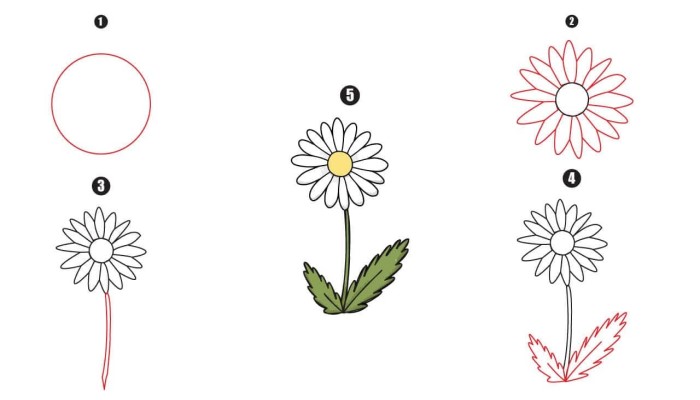 Daisy Drawing - A Step By Step Guide - Cool Drawing Idea