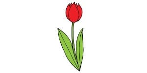 Read more about the article Tulip Drawing – A Step By Step Guide