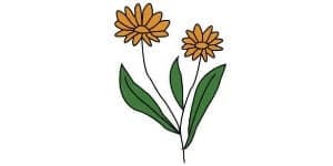 Read more about the article Calendula Drawing – A Step By Step Guide
