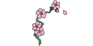 Read more about the article Cherry Blossom Drawing – Step By Step Guide