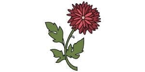 Read more about the article Chrysanthemum Drawing – A Step By Step Guide