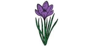 Read more about the article Crocus Drawing – A Step By Step Drawing