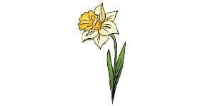 Read more about the article Daffodil Drawing – A Step By Step Guide