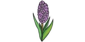 Read more about the article Hyacinth Drawing – A Step By Step Tutorial