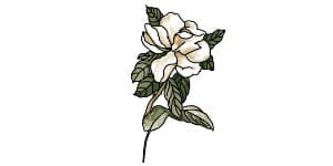 You are currently viewing Jasmine Flower Drawing – A Step By Step Tutorial