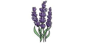 You are currently viewing Lavender Drawing – A Step By Step Tutorial