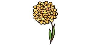 Read more about the article Marigold Drawing – A Step By Step Guide