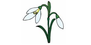 Read more about the article Snowdrop Drawing – A Step By Step Tutorial
