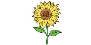 Read more about the article Sunflower Drawing – A Step By Step Guide