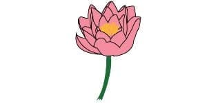 Read more about the article Water lily Drawing – A Step By Step Guide