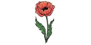 Read more about the article Poppy Drawing – A Step By Step Tutorial