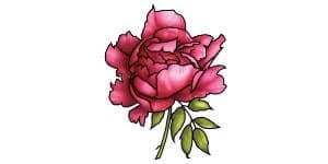 You are currently viewing Peony Drawing – A Step By Step Tutorial