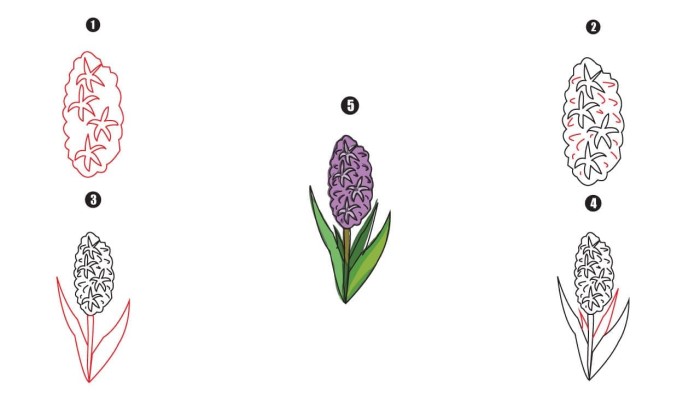 Hyacinth Drawing Step By Step