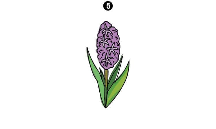 Hyacinth Drawing