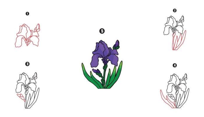 how to draw a iris
