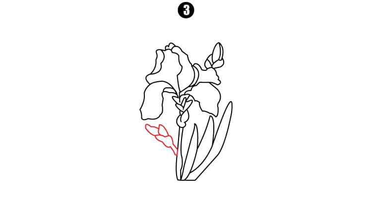 Iris Drawing Step3