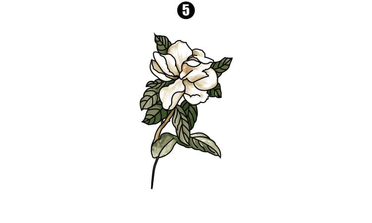 Jasmine Flower Drawing A Step By