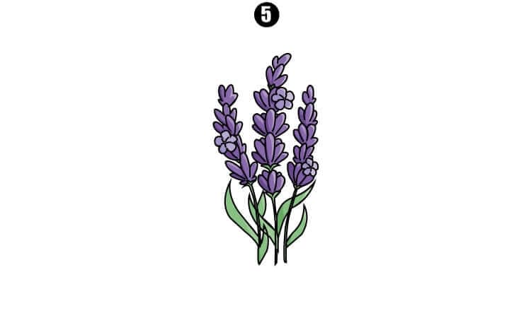 Lavender Drawing - A Step By Step Tutorial - Cool Drawing Idea